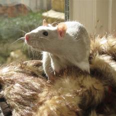 Tamrotte Mango R.I.P :'( 