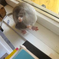 Tamrotte Mango R.I.P :'( 