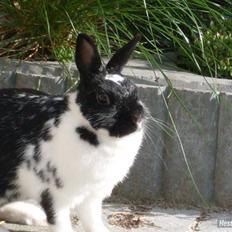 Kanin Rest In Peace Chanty