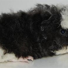 Marsvin Rubiens Mini Muh