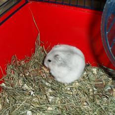 Dværghamster speedy