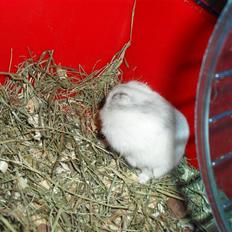 Dværghamster speedy