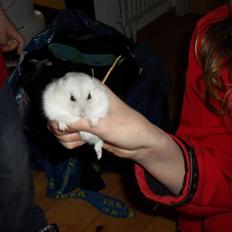 Dværghamster speedy