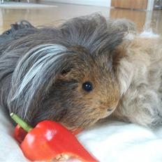 Marsvin sheltie . Mummi