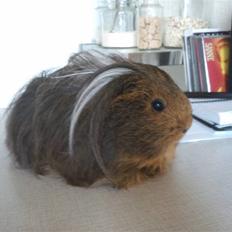 Marsvin sheltie . Mummi