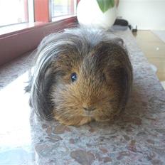 Marsvin sheltie . Mummi