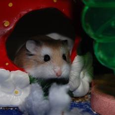 Dværghamster Mickey