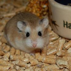 Dværghamster Mickey