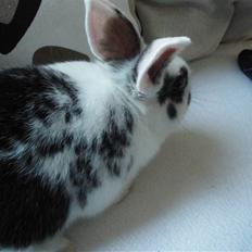 Kanin Soleima Solgt :'(