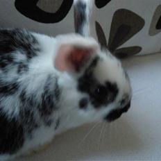 Kanin Soleima Solgt :'(