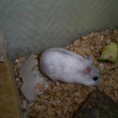 Dværghamster John Lennon