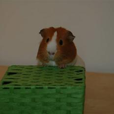 Marsvin Mælkebøttes Especially Emma<3