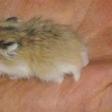 Dværghamster Halte :D <3 SOLGT