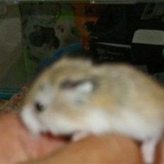 Dværghamster Halte :D <3 SOLGT