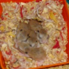 Dværghamster Halte :D <3 SOLGT