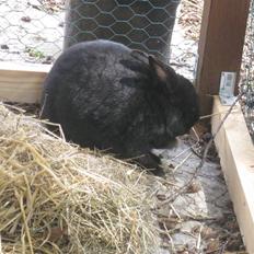 Kanin sorte R.I.P 2010