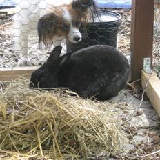 Kanin sorte R.I.P 2010