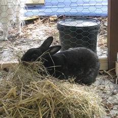 Kanin sorte R.I.P 2010