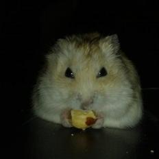 Dværghamster Mickey R.I.P