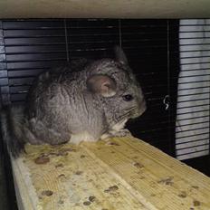 Chinchilla Askepot