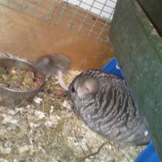 Chinchilla Askepot
