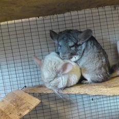 Chinchilla Askepot