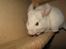 Chinchilla Snefnug