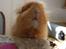 Marsvin Lady Lola Little Feet - Squeeek!