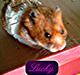 Hamster Lucky