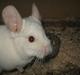 Chinchilla Snefnug
