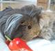 Marsvin sheltie . Mummi