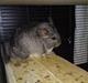 Chinchilla Askepot