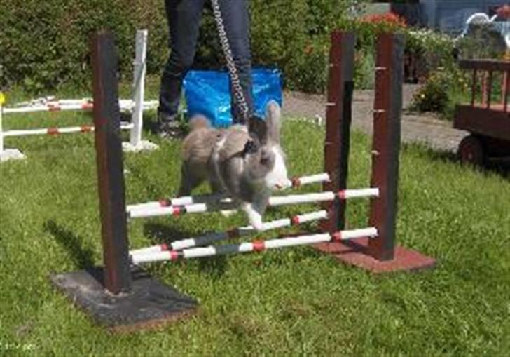 Kanin Strandvejs Mr. Soft Ice billede 6