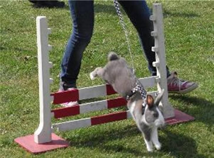 Kanin Strandvejs Mr. Soft Ice billede 7