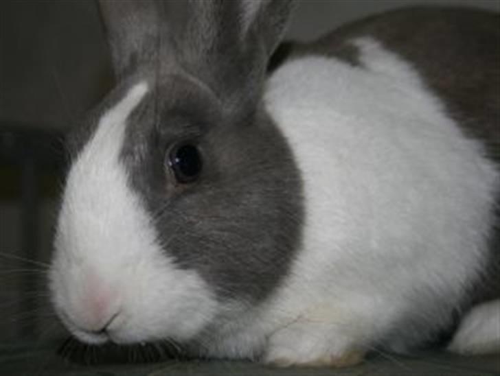 Kanin Strandvejs Mr. Soft Ice billede 9