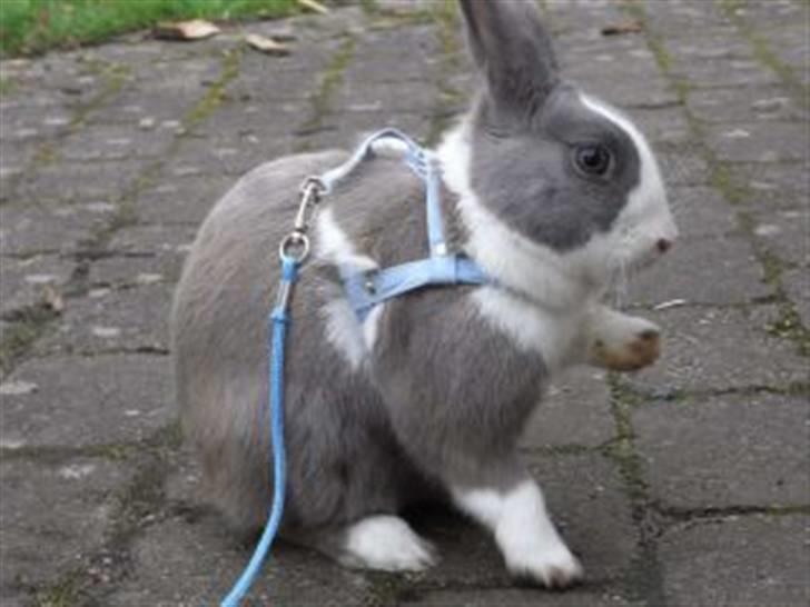 Kanin Strandvejs Mr. Soft Ice billede 10