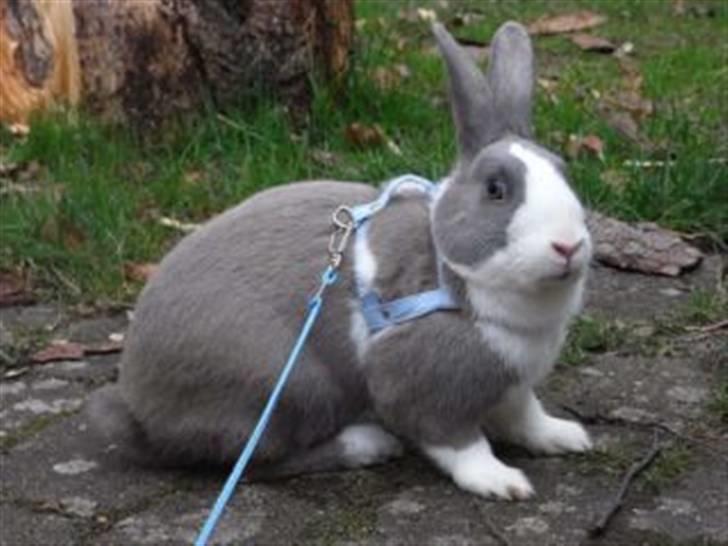 Kanin Strandvejs Mr. Soft Ice billede 11