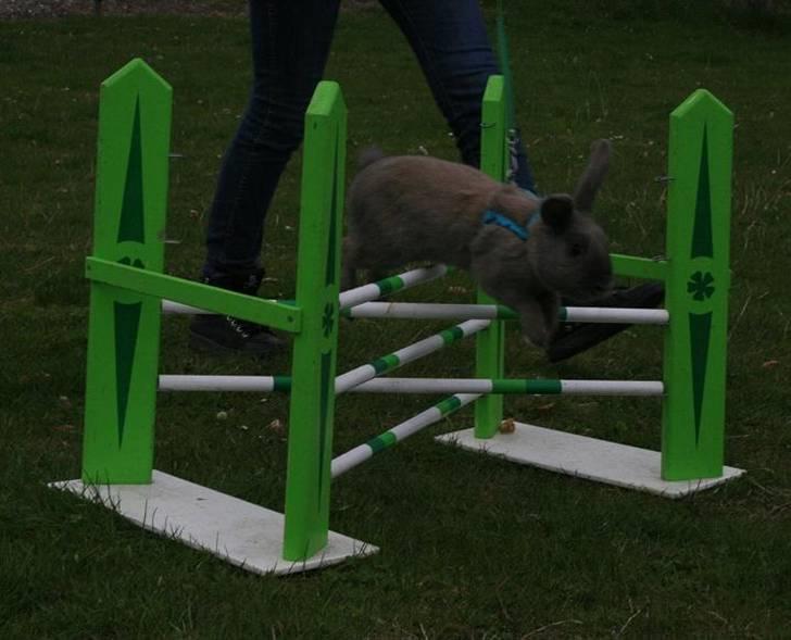 Kanin Niko - SOLGT billede 2