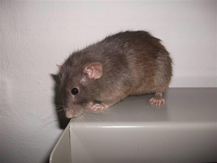 Tamrotte GR Aiko (RIP 2010) billede 4