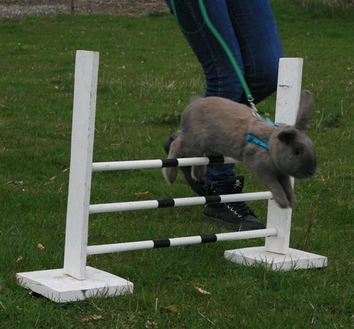 Kanin Niko - SOLGT billede 3