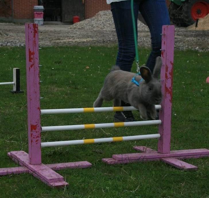 Kanin Niko - SOLGT billede 4