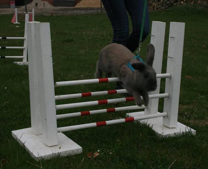 Kanin Niko - SOLGT billede 5