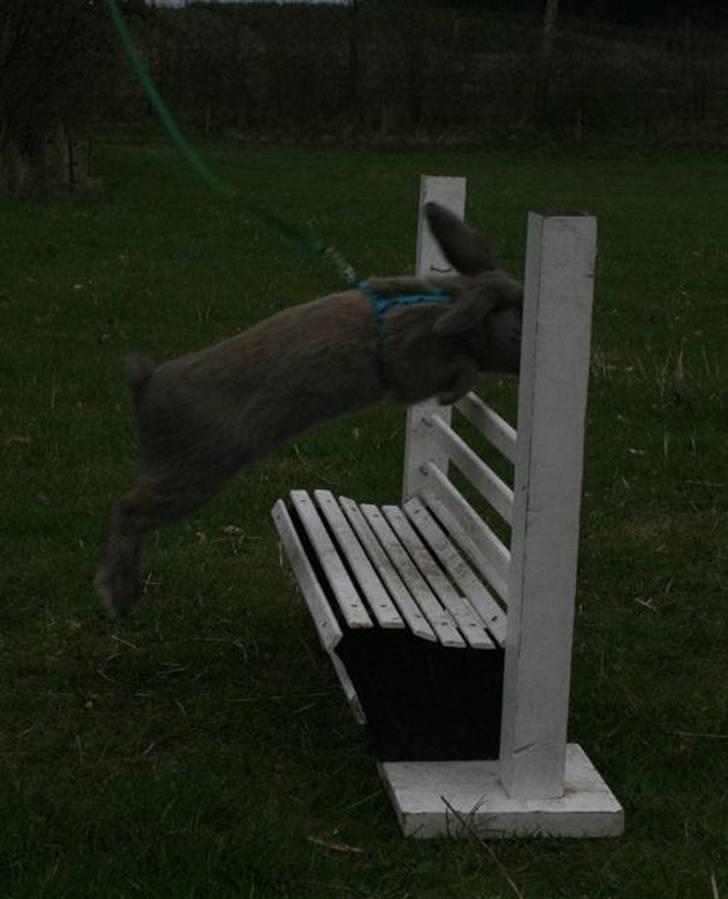 Kanin Niko - SOLGT billede 6