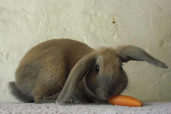 Kanin Niko - SOLGT billede 7