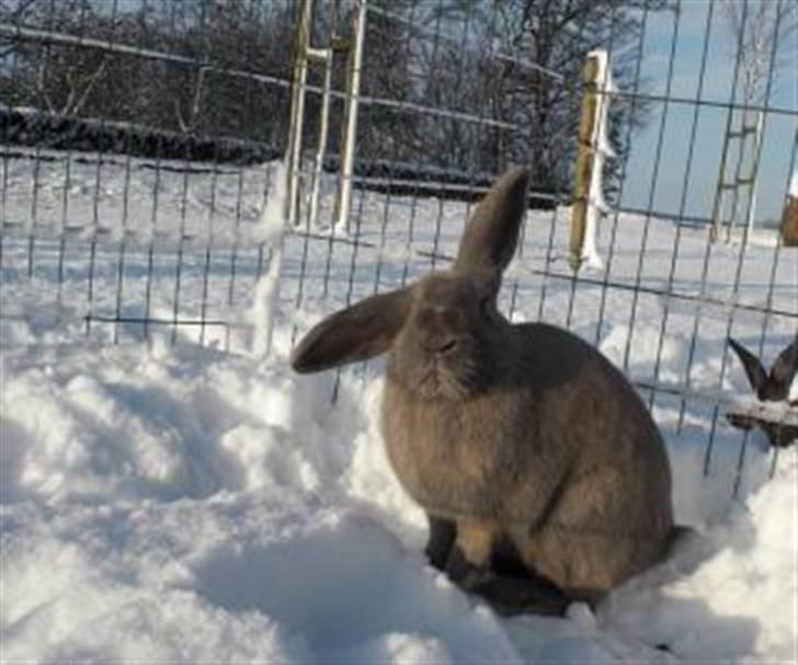 Kanin Niko - SOLGT - Niko i sneen i vinters. :) billede 9