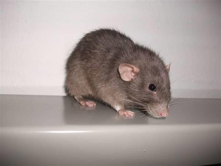 Tamrotte GR Aiko (RIP 2010) billede 5