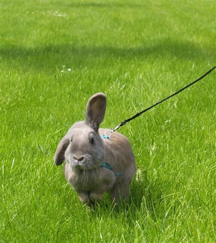 Kanin Niko - SOLGT billede 10