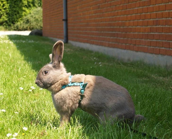 Kanin Niko - SOLGT - ryste ryste.. :P billede 11