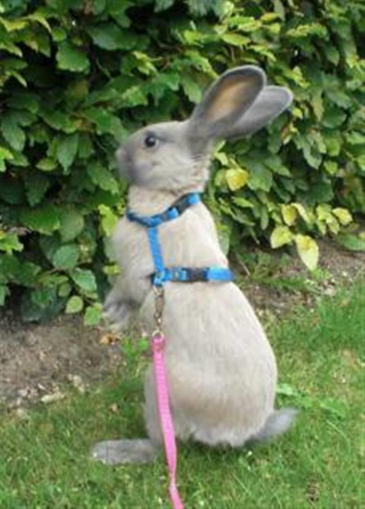 Kanin Niko - SOLGT - En ikke ret gammel Niko :P billede 12