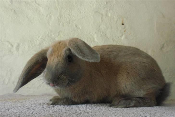 Kanin Niko - SOLGT billede 13